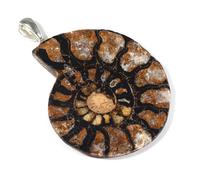 Colgante de plata 925 de Amonite Fossil ~40-45 mm