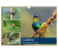 Colibris - pierres précieuses volantes (Calendrier mural 2026 DIN A4 vertical), CALVENDO calendrier mensuel: Les colibris du Costa Rica et de ... brillants à travers la forêt de nuages.