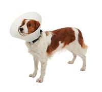 Collar isabelino Buster Classic opaco - Mediciones: 20 cm