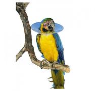 Collar isabelino Buster para pájaros - Mediciones: 20 cm