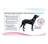 Collar para Perro Company of Animals Gris
