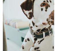 Collar para Perro Hunter Aalborg Negro (28-34 cm)