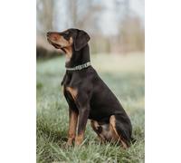 Hunter Inari Alu-Strong Collar verde para perros