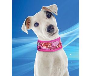Collar Refrigerante para Perros