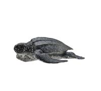 CollectA - Figura de tortuga marina realista, réplica de animal, edad media a pa