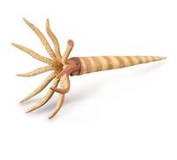 COLLECTA Orthoceras - (L)