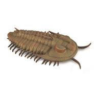 COLLECTA Redlichia Rex Trilobite - (L)