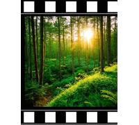 COLLEGE RULED NOTEBOOK: FOREST ON THE COVER, GIFT FOR FRIENDS, NOTEBOOK FOR WRITING SCHOOL, FOR UNIVERSITY