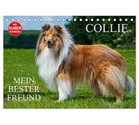 Collie - Mein bester Freund (Tischkalender 2026 DIN A5 quer), CALVENDO Monatskalender: Eine der schönsten Hunderassen der Welt auf 13 zauberhaften Fotos