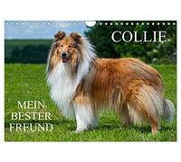 Collie - Mein bester Freund (Wandkalender 2026 DIN A4 quer), CALVENDO Monatskalender: Eine der schönsten Hunderassen der Welt auf 13 zauberhaften Fotos