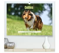 Collies - charmante Herzensbrecher (hochwertiger Premium Wandkalender 2026 DIN A2 quer), Kunstdruck in Hochglanz: Elegant, aufmerksam und sensibel - der Collie vereint Schönheit mit Verstand und Herz