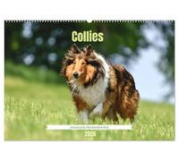 Collies - charmante Herzensbrecher (Wandkalender 2026 DIN A2 quer), CALVENDO Monatskalender: Elegant, aufmerksam und sensibel - der Collie vereint Schönheit mit Verstand und Herz