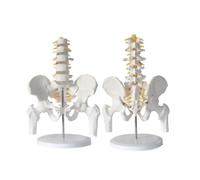 Columna Lumbar Humana de 5 Secciones con Modelo de Pierna pélvica, Esqueleto de PVC extraíble for enseñanza Escolar y Estudio de anatomía, 1 Unidad