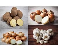 COMBO ECONÓMICO XL: 12 kg PATATA AGRIA + 4 kg CEBOLLA GRANO + 2 kg AJO BLANCO + 2 kg CEBOLLITA CHATA