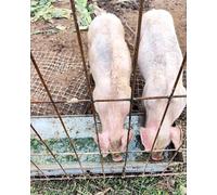 Comedero de agua para alimentación de aves de corral, comederos de gran capacidad para animales de granja, cuenco duradero para una alimentación eficiente