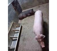 Comedero de ganado resistente para aves de corral, cabras, ganado y pony, cuenco duradero para interiores y exteriores