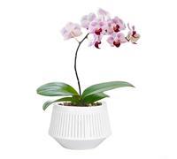 ComfyHarbor Maceta de resina de plástico de doble capa, diseño transpirable de control de raíces para orquídeas Phalaenopsis, 15,7 x 11 x 11 cm, lavabo blanco