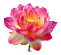 ComfyHarbor Pegatinas de pared de flor de loto que brillan en la oscuridad, calcomanía autoadhesiva de PVC para azulejos de espejo de baño, decoración moderna y minimalista del hogar, verde, azul y