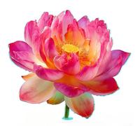 ComfyHarbor Pegatinas de pared de flor de loto que brillan en la oscuridad, calcomanía autoadhesiva de PVC para azulejos de espejo de baño, decoración moderna y minimalista del hogar, verde, azul rosa