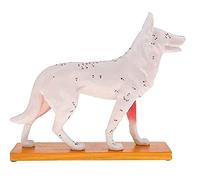Compasty Modelo Anatómico de Perro Acupuntura Anatomía De Acupuntura Modelo Cuerpo Perro con 72 Puntos De Acupuntura Modelo De Estudio