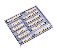 Complete False Te Teaching Aid 168 piezas de resina detallada, modelos de dientes en forma de diente, modelo de exhibición para entrenamiento educativo, educación odontológica