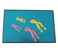 Componente del modelo de cambios cromosómicos en la meiosis, modelo anatómico de cromosomas humanos, instrumento desmontable for la enseñanza de biología, for la docencia y la investigación médica.
