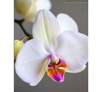 Compositon Notebook Wide Ruled Orchid Flowers: Composition NoteBook