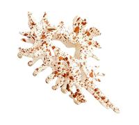 Conch Claw Clip, Decorative Hair Accessory, Stylish Shell Design, Lightweight and Versatile for Beach, Wedding, Daily Wear, Sports, Party, Events, 4.53 Inches, Multicolor