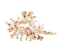 Conch Claw Clip, Decorative Hairclip, Secure Hold Lightweight Abs Material Stylish Grip Elegant Look Compact, Beach Hair Claw for Women Fashion Stye Outfit, 4.53Inches, Pink, Blue, Coffee, Hot Pink