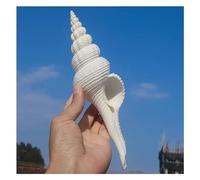 Concha de caracol, Conchas Espiral Blanca 16-19Cm for Decoración(18~19cm)