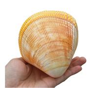 Concha del océano Jumbo conchas marinas, conchas m Conchas marinas naturales grandes, caracoles marinos gigantes de 11 a 12 cm, perfectas for decoración de bodas, decoración del hogar y peceras