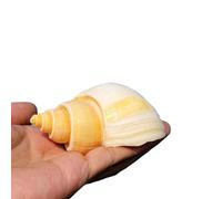 Conchas de cangrejo ermitaño, adorno de paisaje for acuario de conchas, 1 pieza de especímenes de conchas de caracolas grandes naturales que crean un paisaje en una pecera de caracol, colección de dec