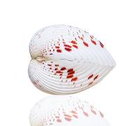 Conchas de caracol marino naturales, Concha Real de 3-4 cm, decoración for pecera casera, regalo artesanal
