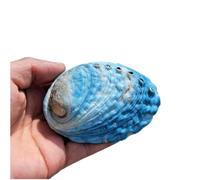 Conchas de mar exóticas Conchas de mar grandes, Conchas de mar naturales enormes, concha de caracola natural grande Conchas de mar de abulón azul natural, concha de mar del océano, concha de exhibició