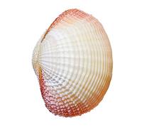 Conchas de mar exóticas Conchas de mar grandes, Conchas marinas naturales enormes, conchas marinas grandes y naturales, conchas marinas gigantes, perfectas for decoración de bodas, fiestas temáticas e