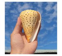 Conchas de mar Grandes Conchas Naturales, Caracola Amarilla, caracola Marina de 8 a 12 cm, Perfecta for Fiestas temáticas, Decoraciones del hogar y peceras(9~10cm)