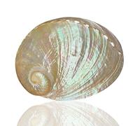 Conchas de mar Grandes Conchas Naturales, Concha de abulón Pulida de 14 a 15 cm con múltiples Agujeros, Decorativa, Perfecta for Fiestas temáticas de Playa