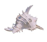 Conchas de mar naturales grandes, caracolas grande Concha de caracol de 15/17 cm, conchas marinas naturales grandes, tamaño de 2,8" a 8,3", opcional, for suministros de cangrejo ermitaño y decoración
