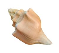 Conchas de Playa Naturales, 1 Pieza Conchas - Decorativas tamaño Mediano a Grande for peceras, Bodas y Manualidades(1516cm)