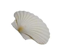 Conchas de vieiras blancas naturales para uso versátil en bodas Estilo del hogar para artesanías marinas únicas Conchas de mar de vieiras naturales de playa