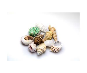 Conchas del mar de Akvastabil