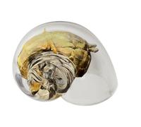 Conchas Grandes para Cangrejos Ermitaños - De Arte para Acuario | De Hábitat De Transparente Grande para Reptiles Y Crustáceos | Animales Marinos Terrario Reptiles Crustáceos