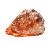Conchas marinas, caracolas, Conchas marinas grandes con patrón marrón, decoración náutica, concha pulida turbo, colección de cangrejo ermitaño, de 5,2 a 7,2 pulgadas(5.5~5.9inch)