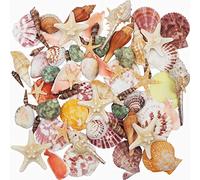 Conchas Marinas Mixtas de Playa, 9 Tipos de Conchas Marinas Naturales de 3 a 9 cm y 2 Tipos de Estrellas de mar para Fiestas temáticas de Playa, Manualidades, Rellenos de jarrones, decoración del