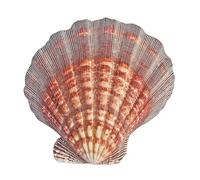 Conchas marinas naturales, 1 pieza de conchas mar naturales grandes, concha vieira 13-15Cm for manualidades(13~14cm)