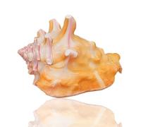 Conchas Marinas Naturales Enormes ,Conchas Caracol Conchas marinas naturales en color rojo, caracol marino en espiral, conchas marinas coleccionables, conchas decorativas, hogar de cangrejo ermitaño,