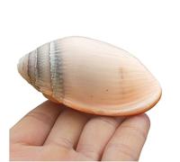 Conchas marinas naturales grandes, 1 pieza de 7-8 cm, concha marina real rara y natural grande, decoración for pecera, artesanía de bricolaje hecha a mano for fiestas