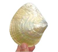 Conchas marinas naturales grandes, 1 pieza de 9 a 10 cm, concha marina real rara y grande, decoración marina for pecera, adornos for fiesta en el hogar, excelentes regalos(10cm)