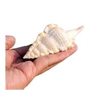 Conchas marinas naturales grandes, caracola grande natural de 6 a 8 cm for decoración de bodas, fiestas temáticas de playa, decoraciones for el hogar(6-7cm)