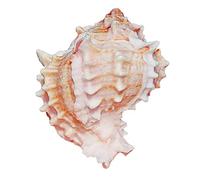 Conchas marinas naturales grandes, caracolas gigantes de mar, perfectas for decoración de bodas, fiestas temáticas de playa, decoraciones for el hogar, manualidades de bricolaje(7~8CM)